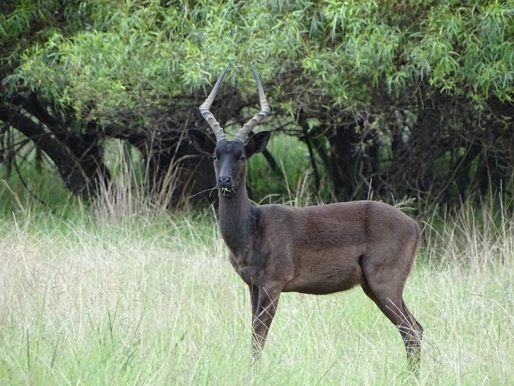 Abba Game Lodge Modimolle Bagian luar foto