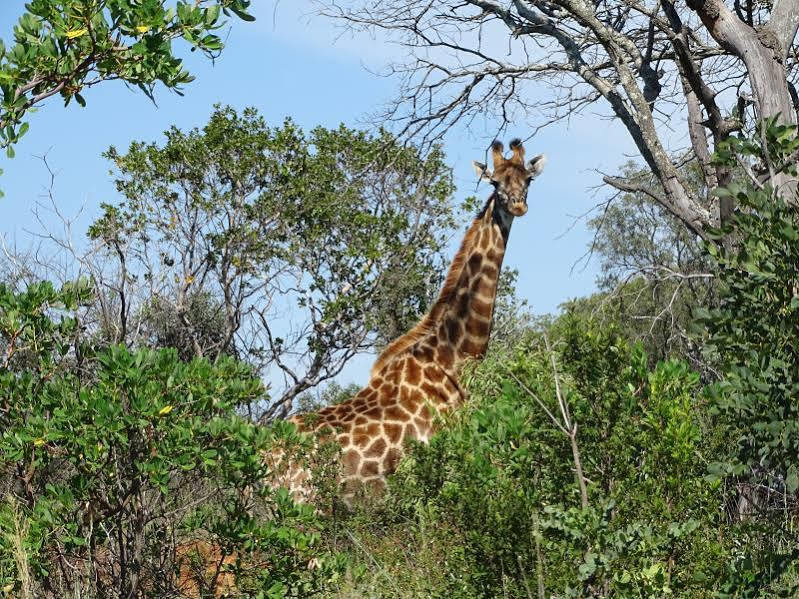 Abba Game Lodge Modimolle Bagian luar foto